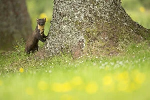 Ardnamurchan Gallery: Pine marten (Martes martes) leaning against tree with flowers in foreground, Ardnamurchan