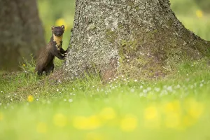 Marten Prints: Pine marten (Martes martes) leaning against tree with flowers in foreground, Ardnamurchan