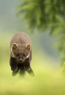 Images Dated 7th August 2015: Pine marten (Martes martes) leaping, Ardnamurchan Peninsula, Scotland, August