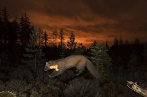 Pine marten (Martes martes) leaping from branch, orange glow in sky behind from the