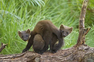 Images Dated 23rd July 2011: Pine marten (Martes martes) two playing on fallen pine log in woodland, Beinn Eighe