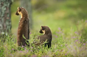 Pine marten (Martes martes) rear view of adult female standing up with 4-5 month