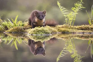 Marten Prints: Pine marten (Martes martes) reflected in woodland pool, Ardnamurchan, Lochaber, Scotland