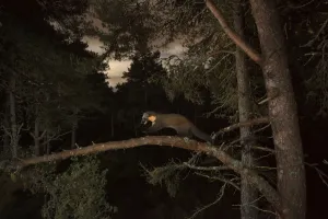 Images Dated 27th October 2015: Pine marten (Martes martes) running across branch, Black Isle, Scotland, UK. October