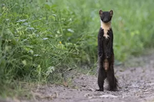 2021 January Highlights Collection: Pine marten (Martes martes) standing on hind legs, Vosges, France