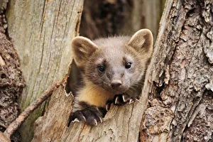 Mustelids Prints: Pine marten (Martes martes) in tree trunk, Finland, July