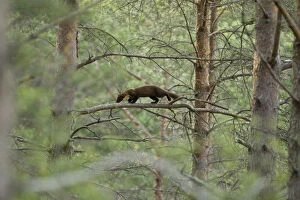 Images Dated 23rd July 2011: Pine marten (Martes martes) youngster moving through branches in woodland, Beinn