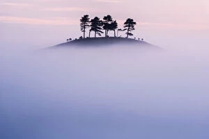 Pine (Pinus sp) trees on Colmers Hill, in morning mist. Near Bridport, Dorset, England, UK. September 2012