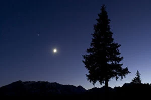 Wild Wonders of Europe 2 Gallery: Pine tree at night with moon shining, on Stuoc peak, Durmitor NP, Montenegro, October