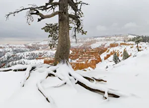 Pine Tree Prints: Pine tree (Pinus sp) in winter, Bryce Canyon National Park, Utah, USA, January