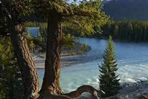 Alberta Gallery: Pine trees by the Athabasca River near Jasper, Jasper National Park, Alberta, Canada