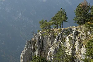 Images Dated 11th October 2008: Pine trees on the edge of the Susica Canyon, Durmitor NP, Montenegro, October 2008