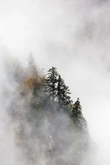 Images Dated 30th March 2016: Pine trees in their landscape emerging from the clouds and mist, Ballons des Vosges