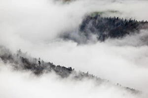 Images Dated 30th March 2016: Pine trees in mist, Ballons des Vosges Regional Natural Park, Vosges Mountains, France