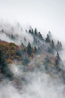 Green Woodlands Collection: Pine trees in misty landscape, Ballons des Vosges Regional Natural Park, Vosges Mountains, France