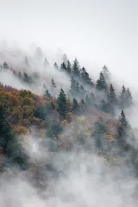 Pine Prints: Pine trees in misty landscape, Ballons des Vosges Regional Natural Park
