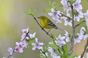 April 2021 Highlights Gallery: Pine warbler (Dendroica pinus) male perched in blossoming Peach (Prunus persica) tree