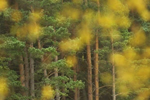 Pine woodland and birch leaves in autumn, Cairngorms National Park, Scotland, UK, October