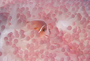Amphiprion Perideraion Gallery: Pink anemonefish (Amphiprion perideraion) in host anemone. Papua New Guinea