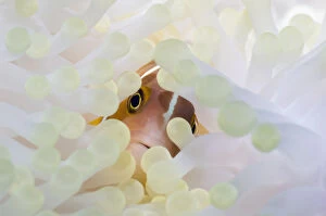 Pink anemonefish (Amphiprion perideraion) with anemone showing the effects of bleaching