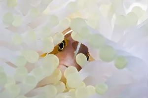 Amphiprion Perideraion Gallery: Pink anemonefish (Amphiprion perideraion) with anemone showing the effects of bleaching