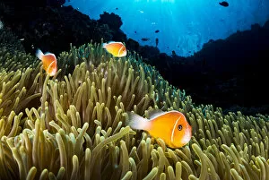 Pink anemonefish (Amphiprion perideraion) living in symbiotic association with
