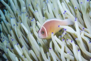 Amphiprion Perideraion Gallery: Pink anemonefish (Amphiprion perideraion). Derawan Islands, East Kalimantan, Indonesia