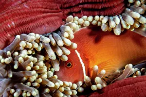 Clownfish Prints: Pink anemonefish (Amphiprion perideraion) living in a Magnificent sea anemone (Heteractis magnifica) on a coral reef