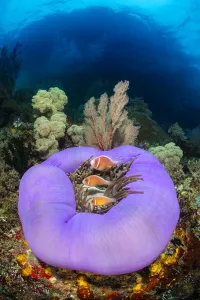 Three Pink anemonefish (Amphiprion perideraion) living in a purple skirted magnificent