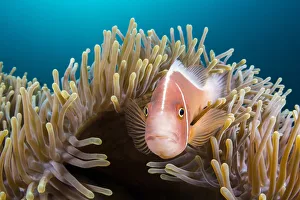 Pink anemonefish (Amphiprion perideraion) looks out from its host Magnificent sea anemone