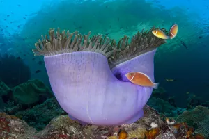 Anemonefish Prints: Pink anemonefish (Amphiprion perideraion) in Purple magnificent sea anemone (Heteractis