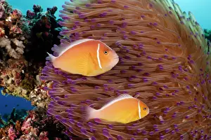 Clownfish Prints: Two Pink anenomefish (Amphiprion perideraion) swimming along coral reef