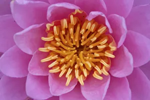Nymphaea Prints: Pink Flower of the India red waterlily (Nymphaea rubra pubescens) East Lake Greenway