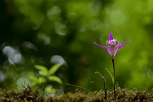 Pink flower, Tangjiahe National Nature Reserve, Sichuan Province, China