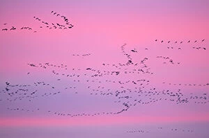 Anatidae Gallery: Pink-footed Geese (Anser brachyrhynchus) in flight at dusk. The Wash. Norfolk, January