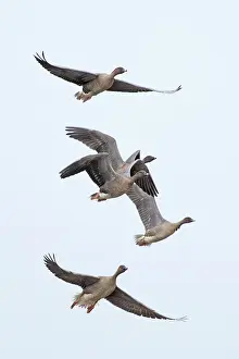 True Goose Prints: Five Pink-footed geese (Anser brachyrhynchus) in flight, Norfolk, England, UK. October