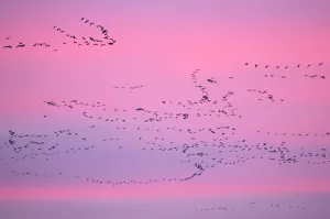 Pink-footed Geese (Anser brachyrhynchus) in flight at dusk. The Wash. Norfolk, January