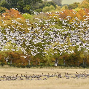 Pink footed geese (Anser brachyrhynchus) flock taking flight, near Udale Bay, Black Isle, Scotland, UK, October