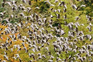 True Goose Prints: Pink footed geese (Anser brachyrhynchus) flock taking flight