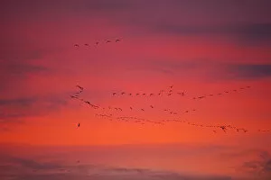Anser Brachyrhynchus Gallery: Pink-footed geese (Anser brachyrynchus) flocks in flight leaving overnight roost at dawn