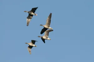 Anser Brachyrhynchus Gallery: Pink-footed geese (Anser brachyrynchus) in flight, Norfolk, UK, January