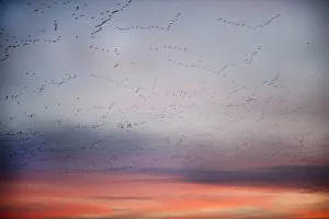 Pink-footed geese (Anser brachyrynchus) flocks in flight leaving overnight roost at dawn