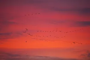 Rspb Prints: Pink-footed geese (Anser brachyrynchus) flocks in flight leaving overnight roost at dawn