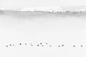 Anser Brachyrhynchus Gallery: Pink-footed goose (Anser brachyrhynchus) flock flying in mist, Cromarty Firth, Highlands