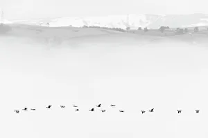 Pink-footed goose (Anser brachyrhynchus) flock flying in mist, Cromarty Firth, Highlands, Scotland, UK April