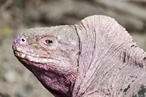 Images Dated 27th November 2012: Pink iguana (Conolophus marthae) Northern caldera rim, Wolf Volcano, Isabela Island