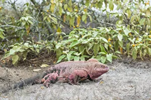 Isabela Island Prints: Pink iguana (Conolophus marthae), Wolf Volcano, Isabela Island, Galapagos