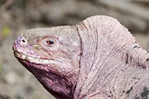 Iguanidae Prints: Pink iguana (Conolophus marthae) Northern caldera rim, Wolf Volcano, Isabela Island