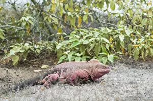 Tui De Roy - A Lifetime in Galapagos Gallery: Pink iguana (Conolophus marthae), Wolf Volcano, Isabela Island, Galapagos