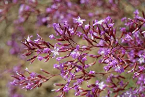 Limonium Prints: Pink immortelle (Limonium insigne) in flower